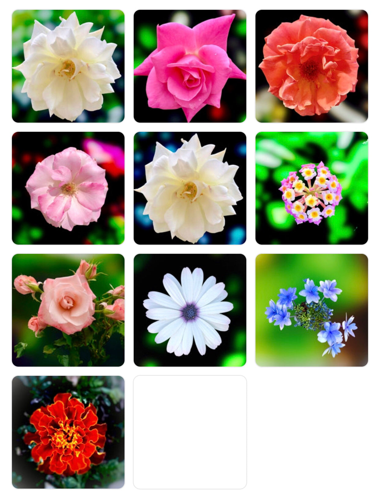 Flower Photography Wall Art Bundle, 10 Botanical Prints, Elegant Floral Collection, Digital Download