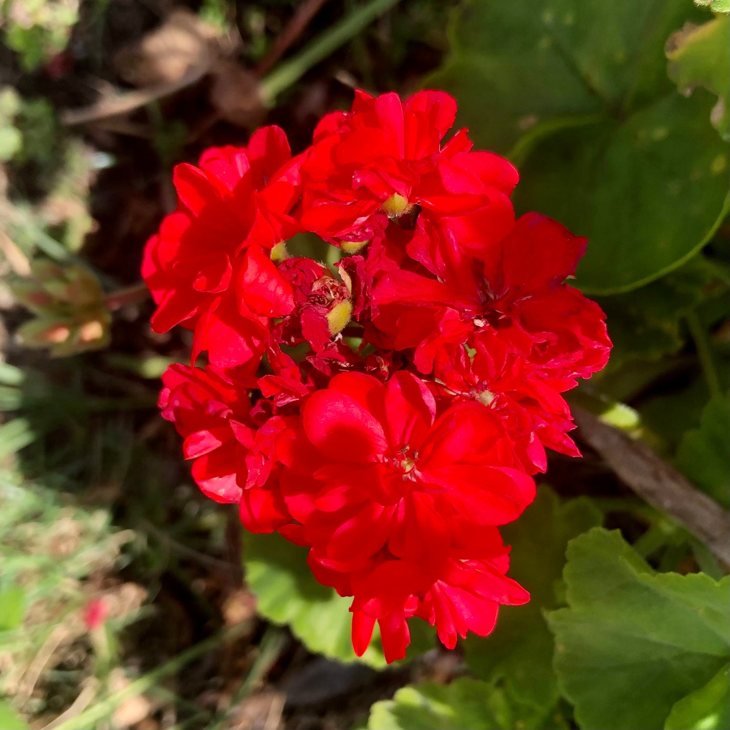 Red Geranium Flower Wall Art Printable, Vibrant Garden Botanical Photography, Bold Floral Home Decor, Digital Download