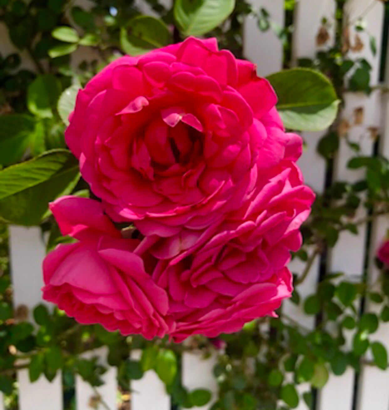 Red Roses Printable Wall Art, Botanical Flower Photography, Digital Download