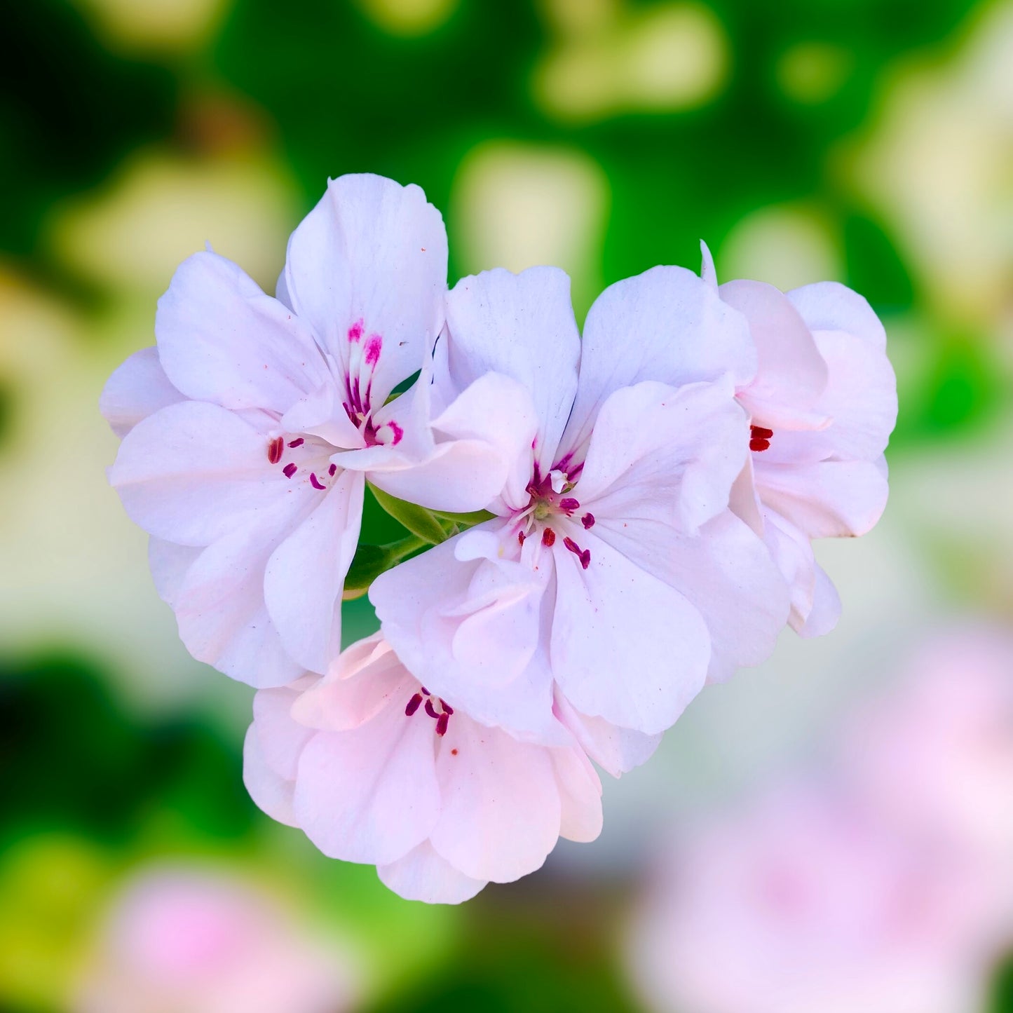 Pink and White Geranium Wall Art Printable, Flower Photography, Elegant Botanical Decor, Digital Download