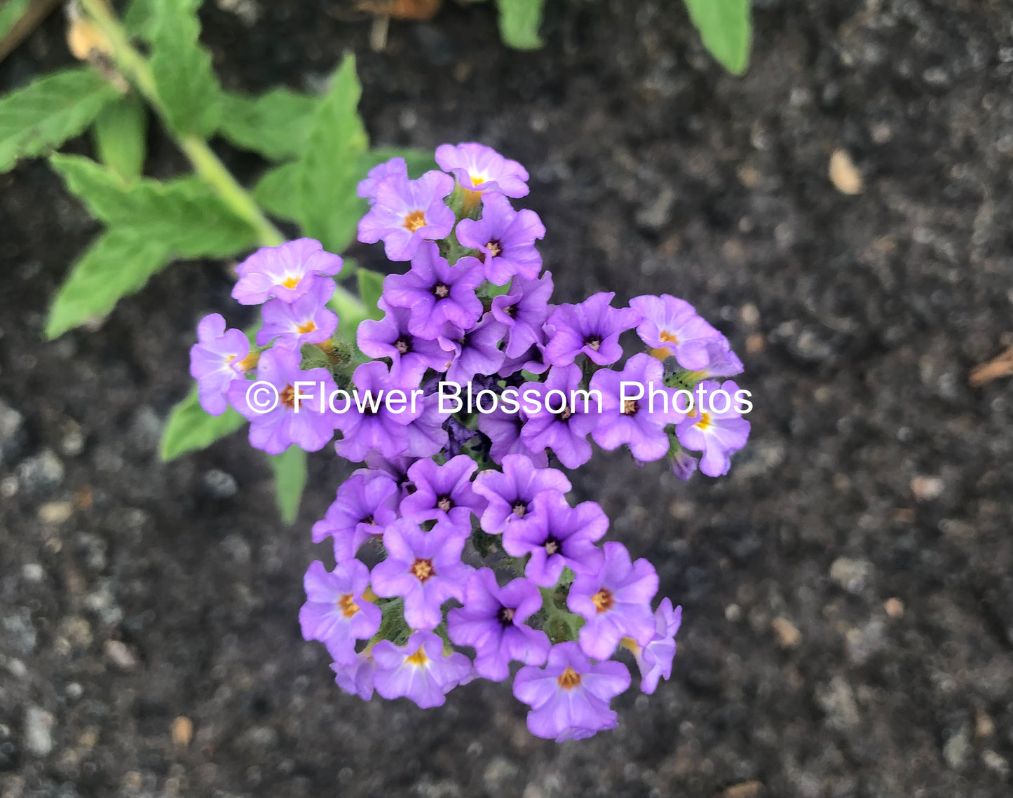 Enchanting Violet Blooms | High-Resolution Digital Image For Personal Use