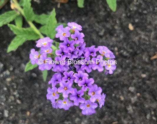 Enchanting Violet Blooms | High-Resolution Digital Image For Personal Use