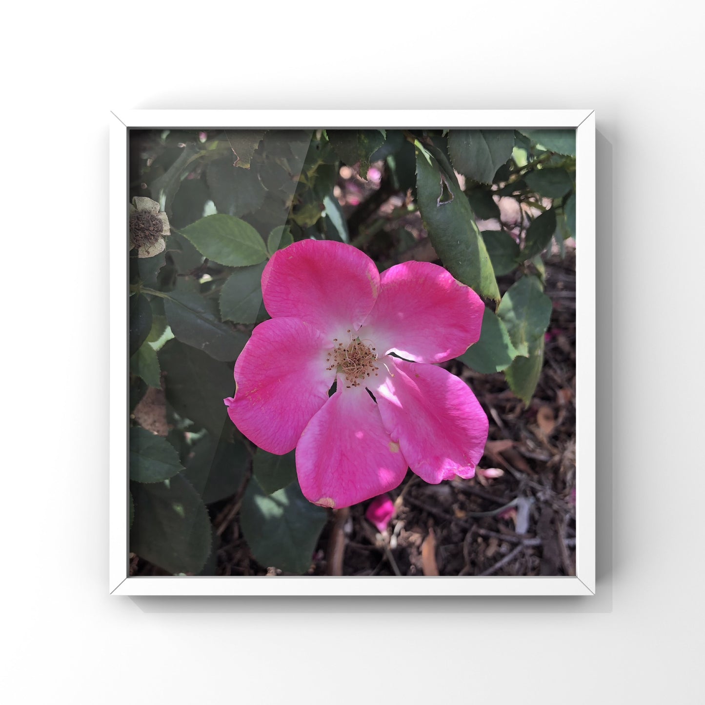 Pink Beauty Blossom| High-Resolution Digital Image For Personal Use