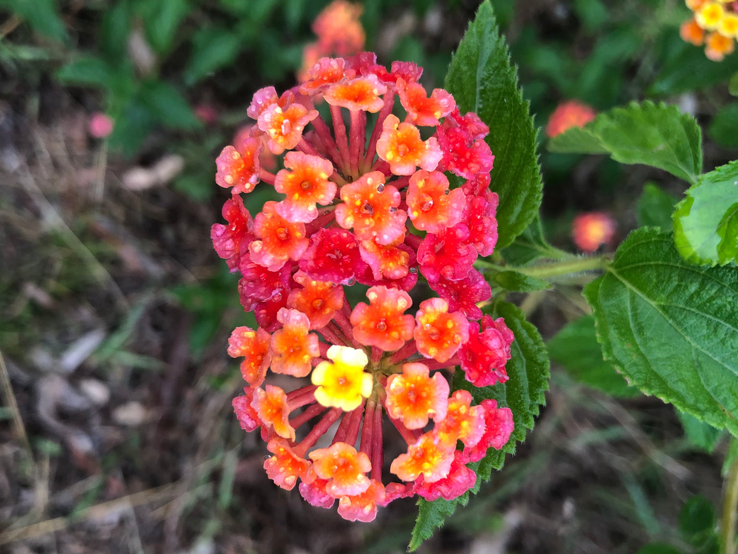 Vibrant Lantana Flower Print, Red Orange Yellow Floral Wall Art, Digital Download