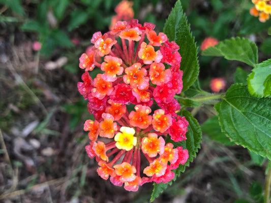 Vibrant Lantana Flower Print, Red Orange Yellow Floral Wall Art, Digital Download