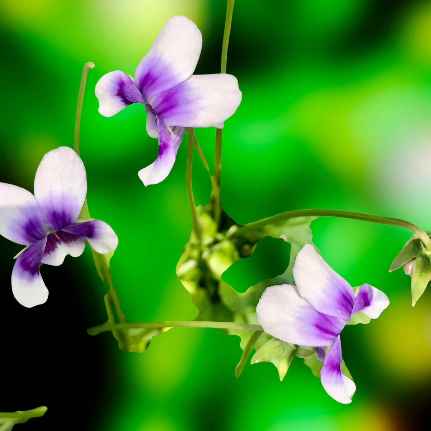 Native Violet Flower Wall Art Printable, Wildflower Photography, Botanical Decor, Digital Download
