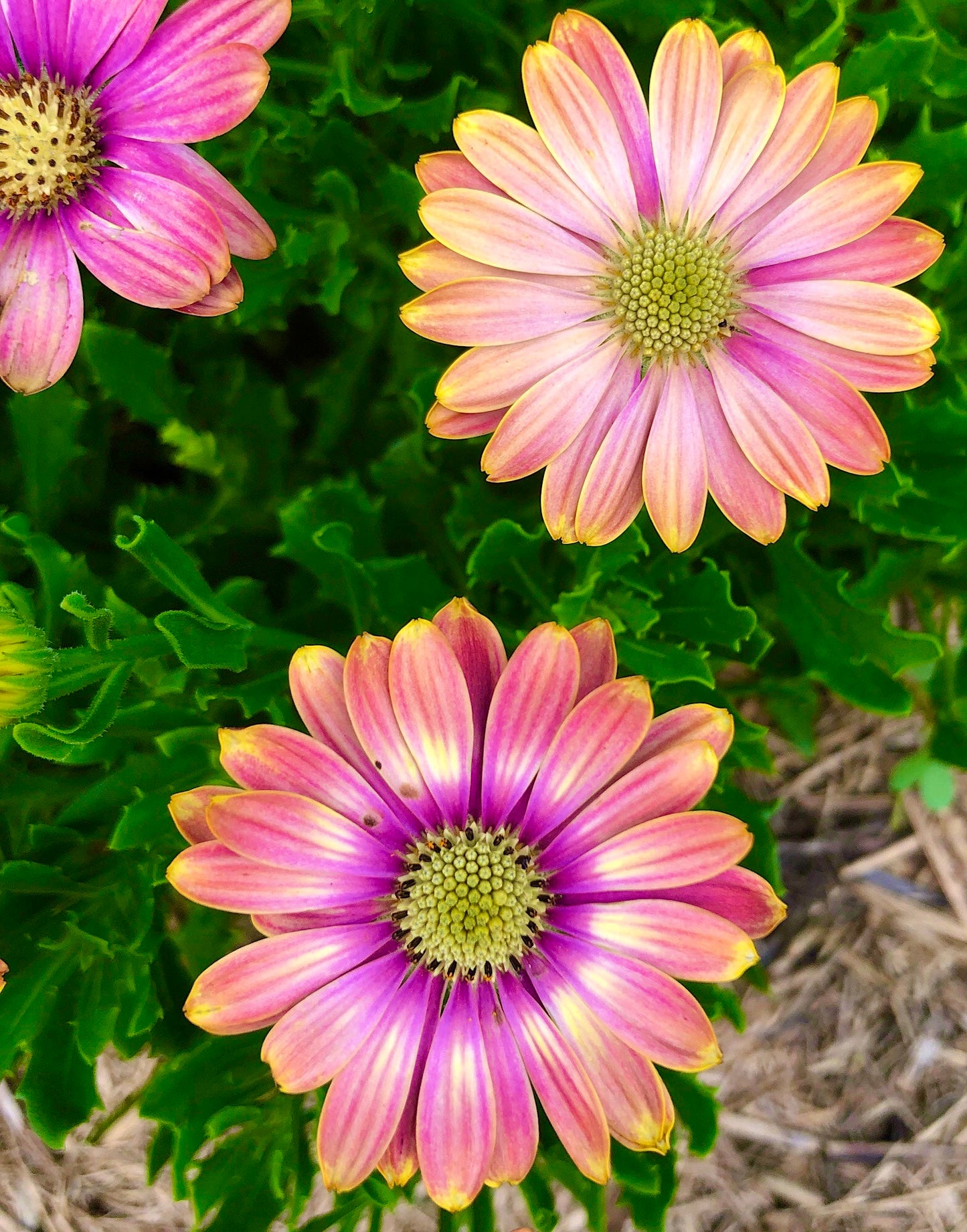 African Daisy Printable Wall Art, Purple Pink Yellow Flower Photography, Digital Download