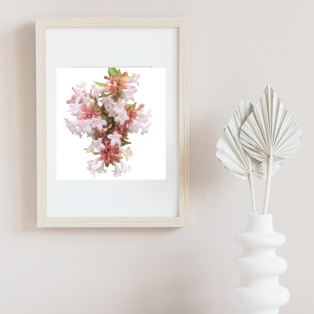 White Abelia Flower Printable Wall Art Bundle (2), Elegant Botanical Photography, Floral Digital Download Set, Nature Wall Decor
