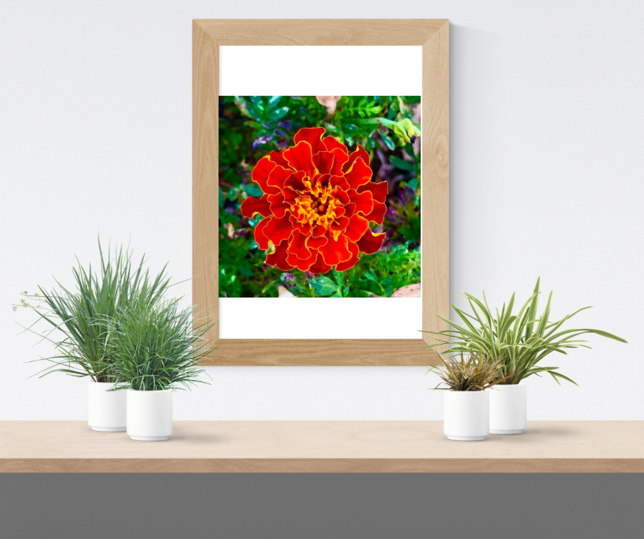 Orange Marigold Flower Wall Art Printable, Vibrant Dreamy Floral Photography, Elegant Botanical Decor, Digital Download