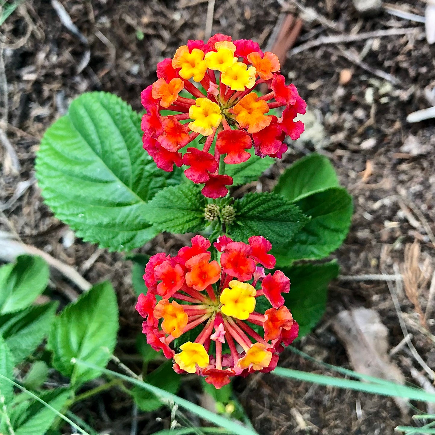 Orange Yellow Lantana Camara Wall Art Printable, Flower Photography, Vibrant Garden Bloom Decor, Botanical Digital Download