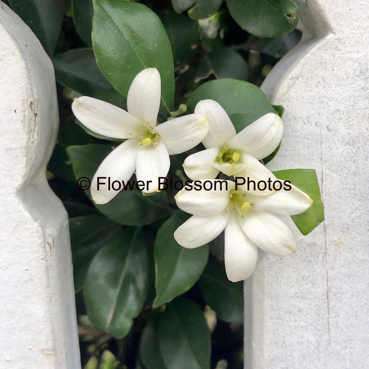 White Flower Elegance| High-Resolution Digital Image For Personal Use