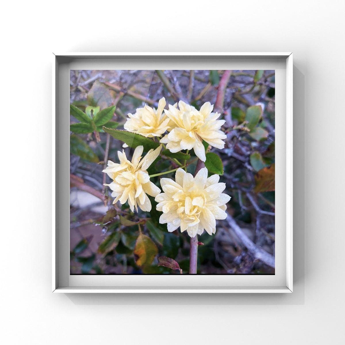 Yellow Banksia Rose Wall Art Printable, Flower Photography, Cheerful Botanical Decor, Digital Download