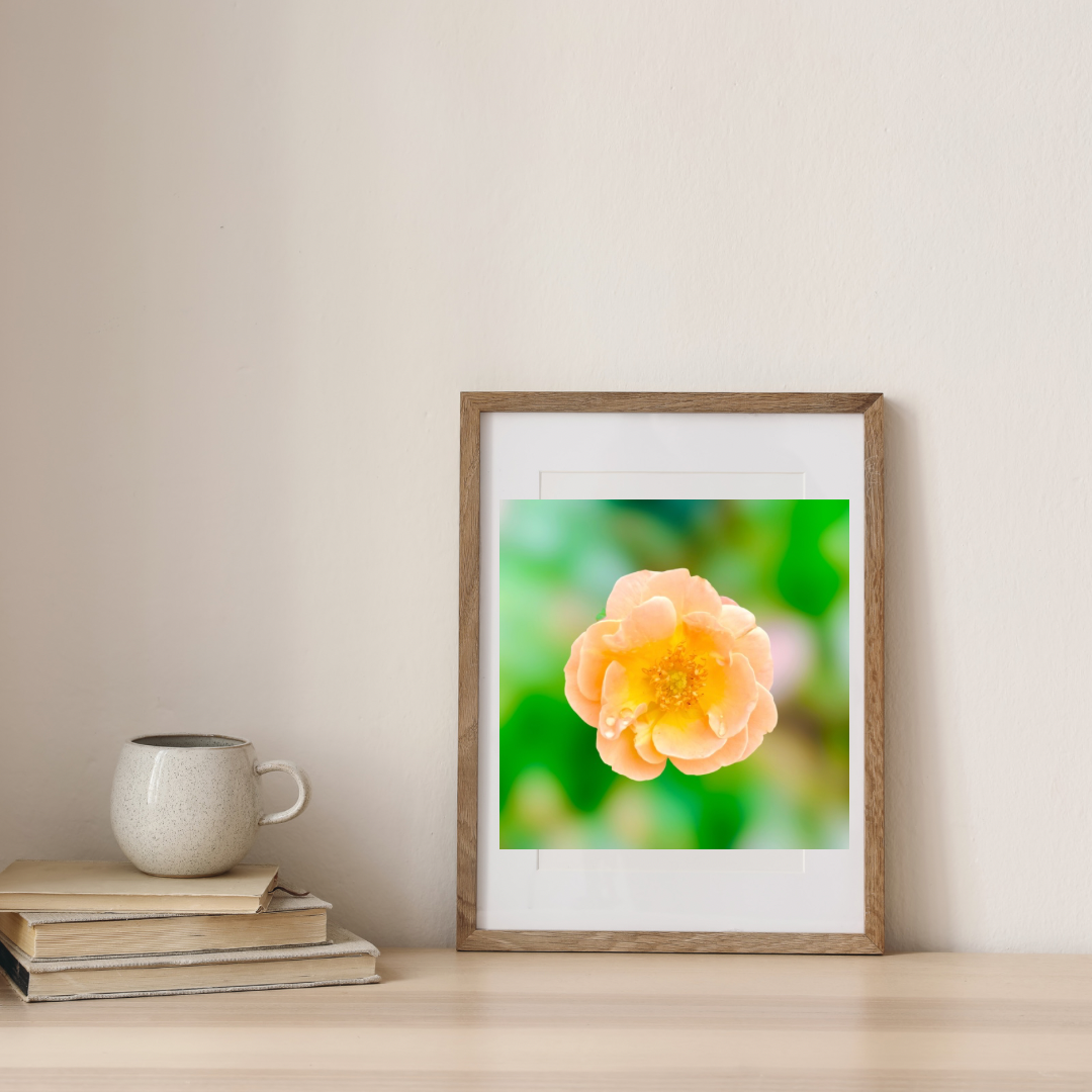 Peach Rose Wall Art Printable, Flower Photography, Elegant Botanical Decor, Digital Download