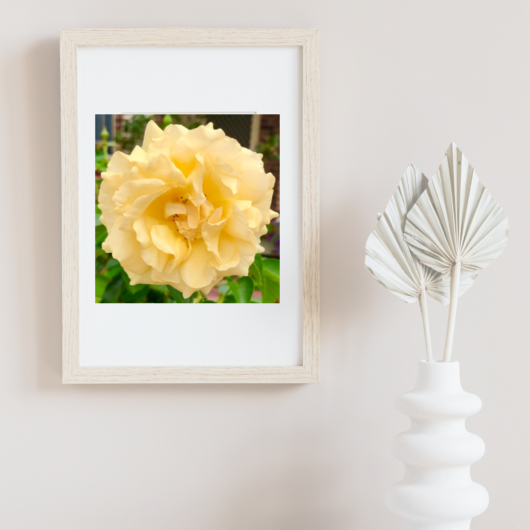 Yellow Garden Rose Printable Wall Art, Botanical Flower Photography, Digital Download