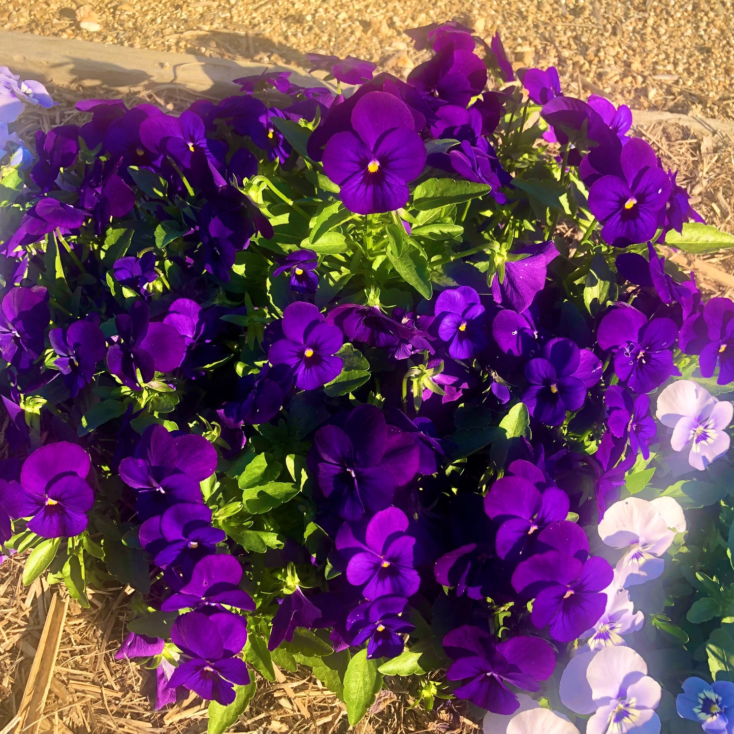 Dark Purple Violas Wall Art Printable, Floral Photography, Botanical Decor, Digital Download