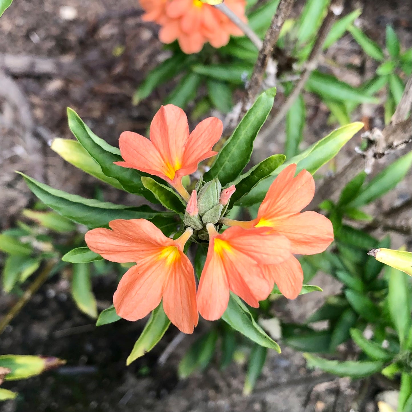 Orange Flowers Wall Art Printable, Bright Garden Bloom Photography, Vibrant Floral Decor, Botanical Digital Download