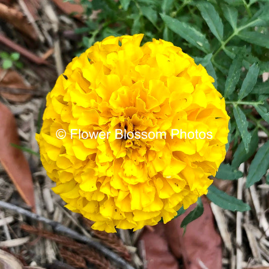 Bright Yellow Bloom | High-Resolution Digital Image For Personal Use