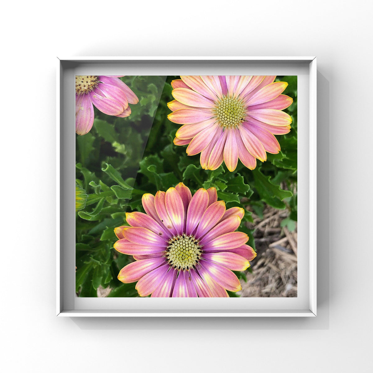 African Daisy Printable Wall Art, Purple Pink Yellow Flower Photography, Digital Download
