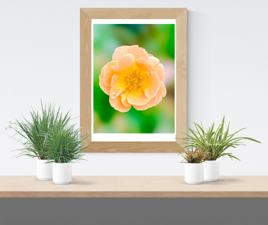Peach Rose Wall Art Printable, Flower Photography, Elegant Botanical Decor, Digital Download