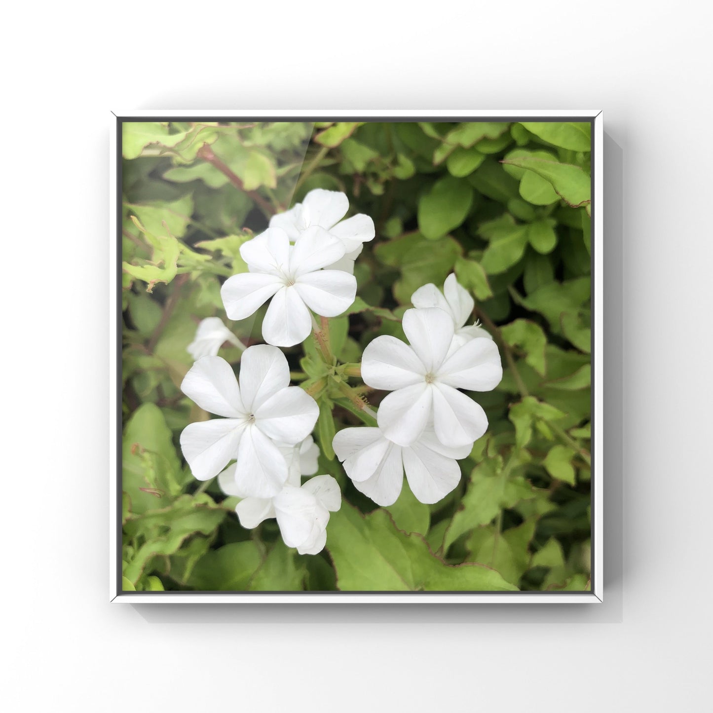 Pure White Petals in Bloom| High-Resolution Digital Image For Personal Use