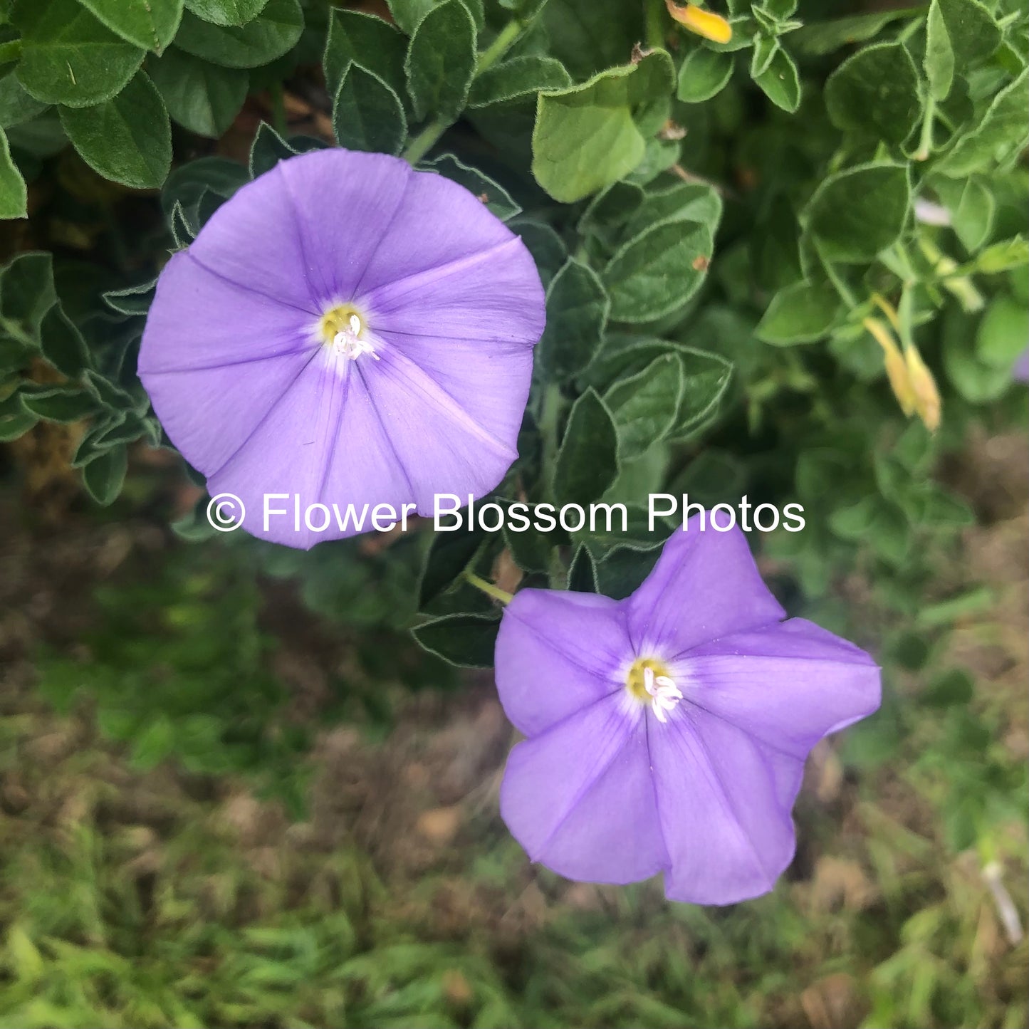 Delightful Purple Petals | High-Resolution Digital Image For Personal Use