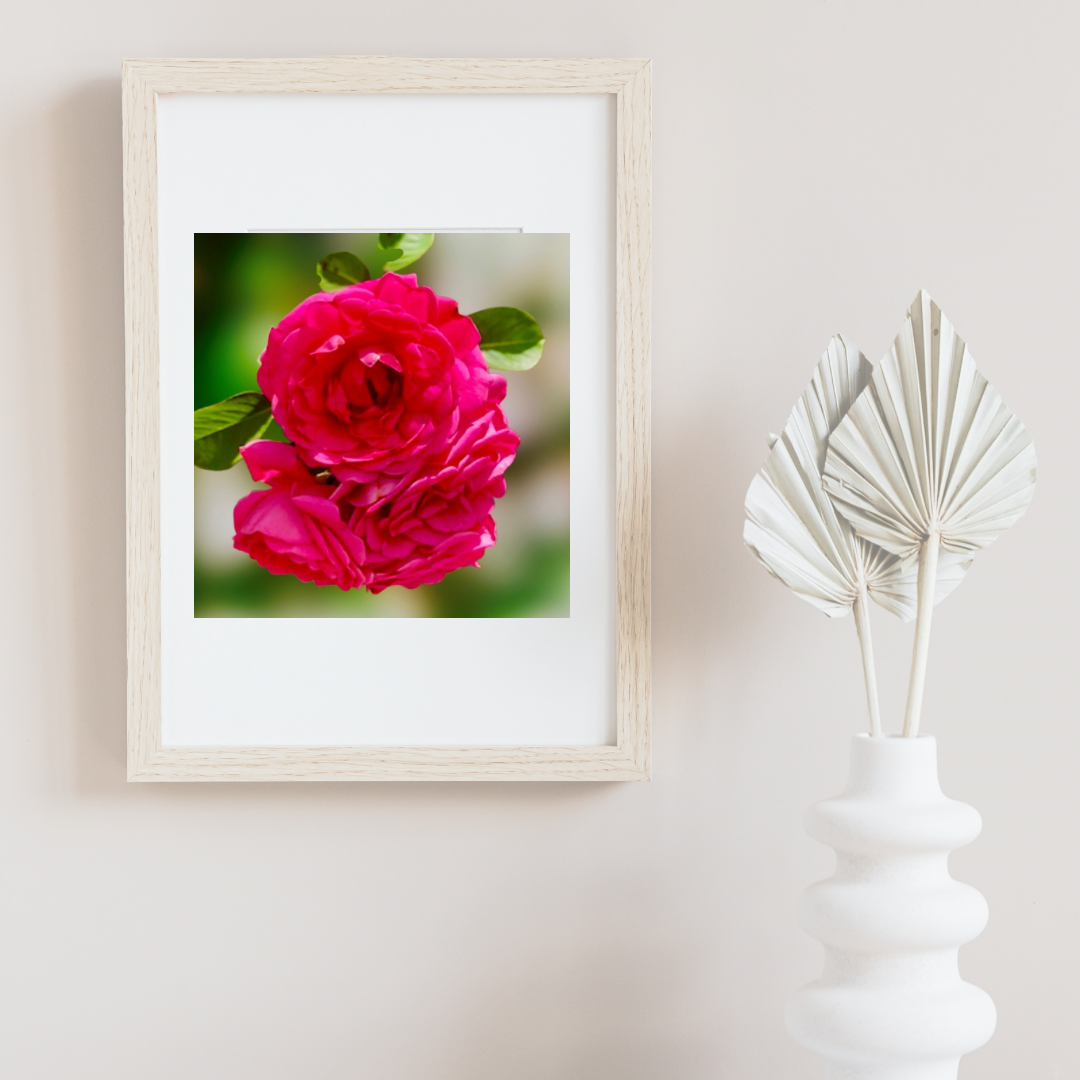 Vibrant Pink Garden Roses Wall Art Printable, Floral Photography, Soft Dreamy Elegant Botanical Decor, Digital Download