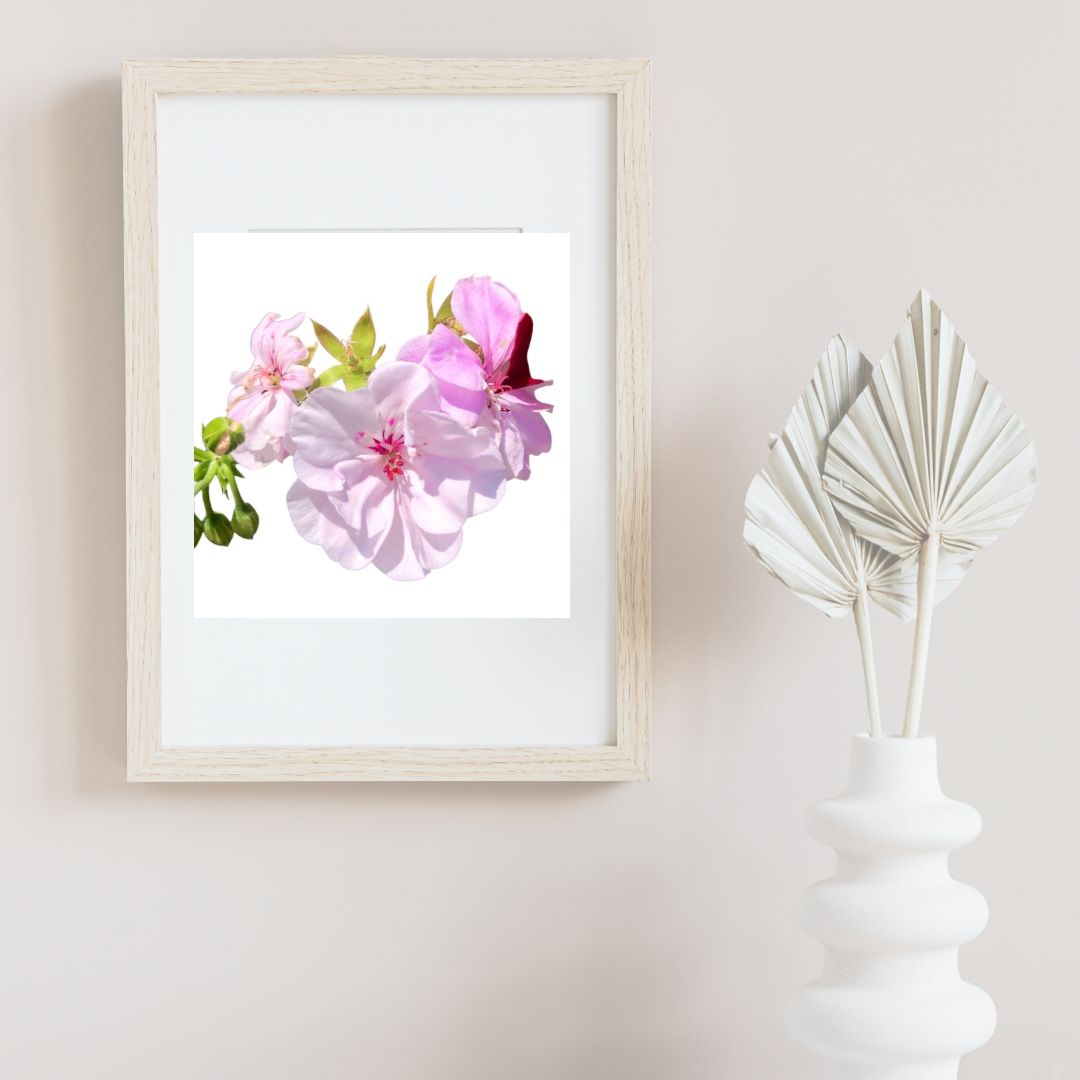 Light Pink Geranium Flowers Wall Art Printable, Elegant Botanical Photography, Floral Digital Download