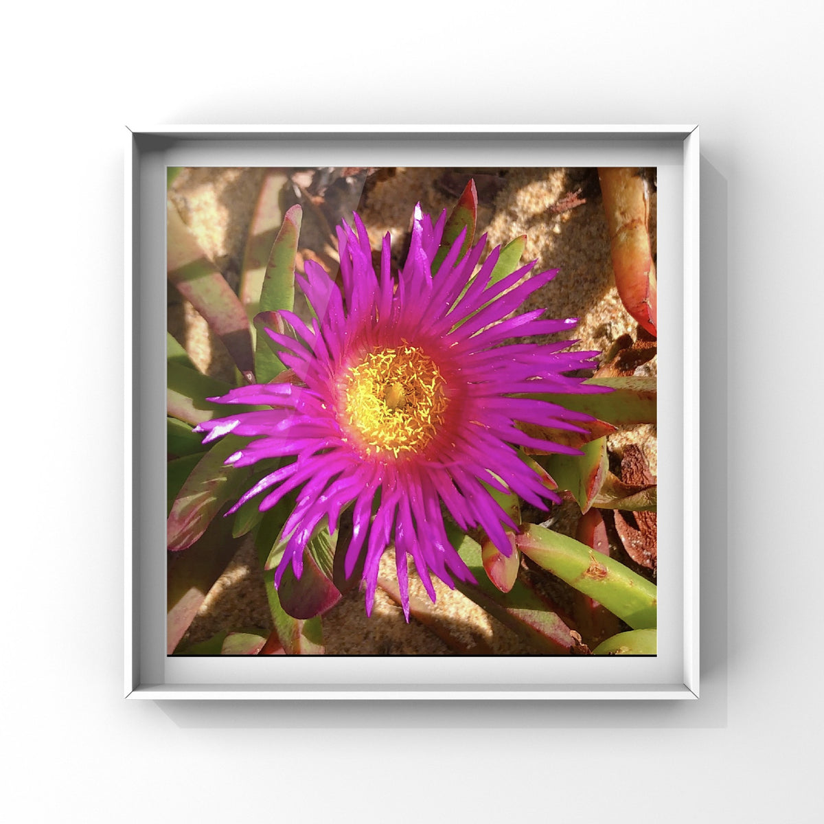 Magenta and Yellow Flower Printable Wall Art, Vibrant Floral Photography, Digital Download