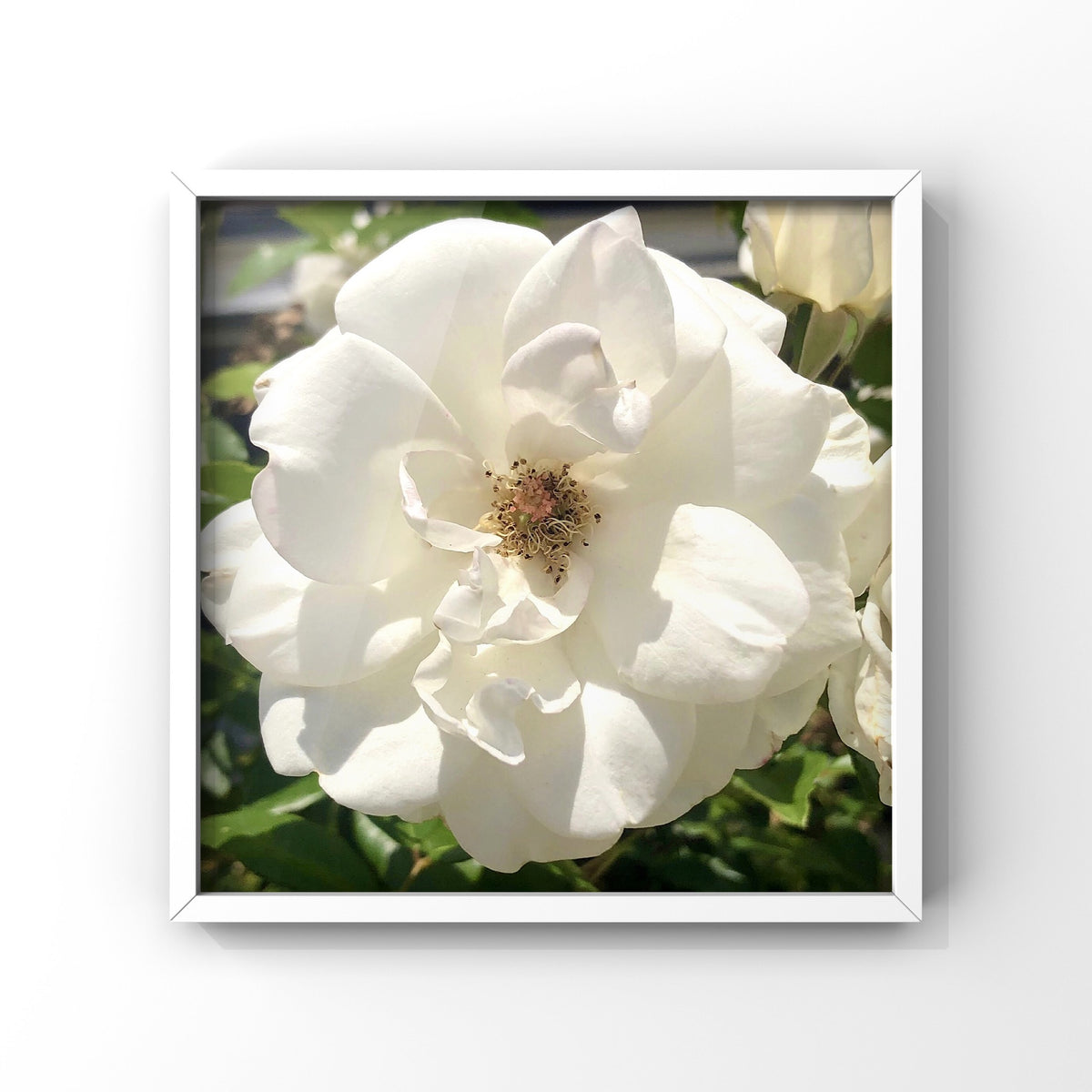 10 Rose Photography Bundle, Printable Floral Wall Art Collection, Botanical Decor, Digital Download