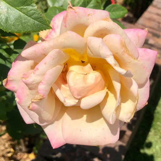 Cream and Pink Hybrid Tea Rose Wall Art Printable, Elegant Garden Flower Photography, Soft Floral Decor, Digital Download