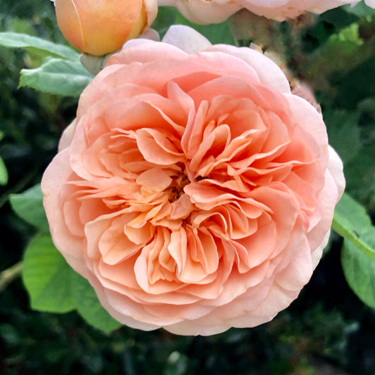 Orange English Rose Printable Wall Art – Botanical Flower Photography - Digital Download