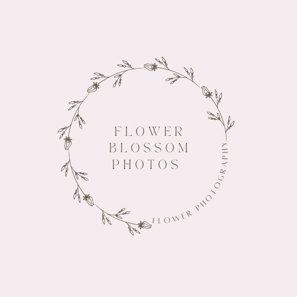Flower Blossom Photos 