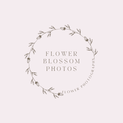 Flower Blossom Photos 