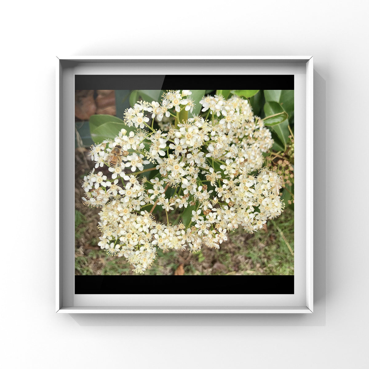 White Flowers Printable Wall Art, Elegant Floral Photography, Digital Download