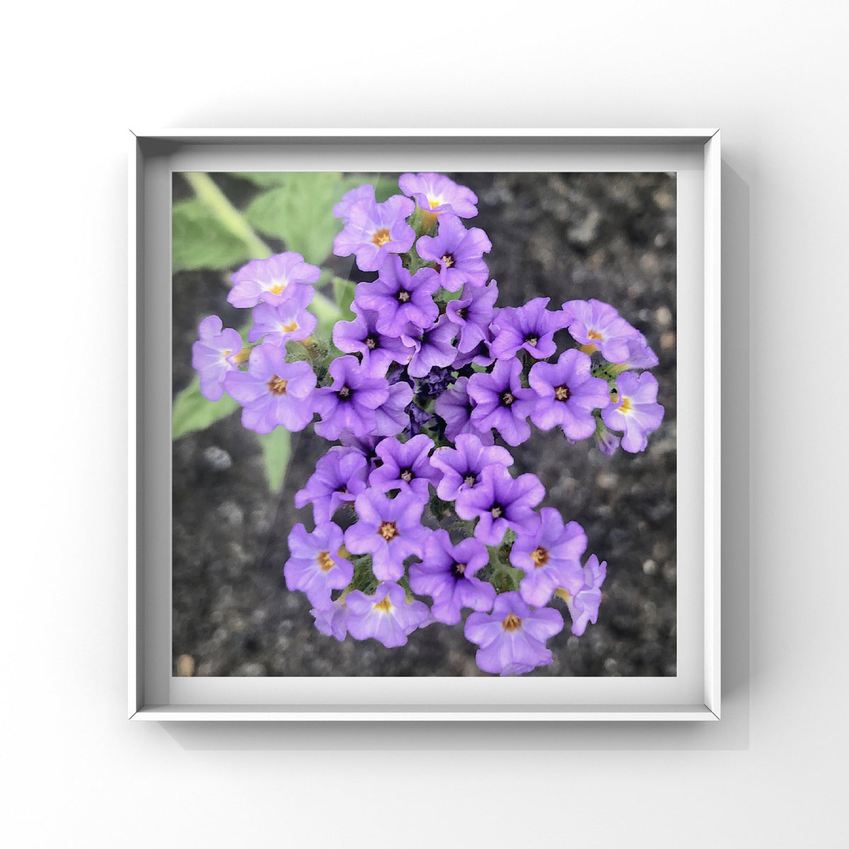 Purple Flower Printable Wall Art, Vibrant Garden Floral Photography, Digital Download