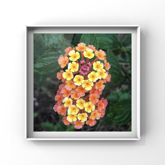 Colourful Lantana Flower Wall Art, Bright Garden Bloom Photography, Printable, Digital Download