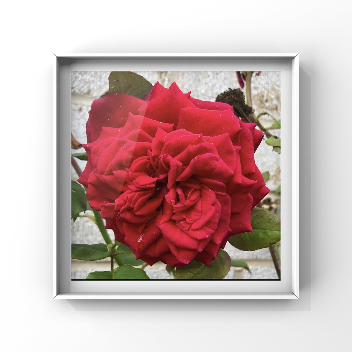 Bold Red Rose Wall Art Printable, Vibrant Floral Photography, Large Red Flower Decor, Digital Download