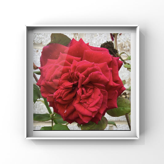Bold Red Rose Wall Art Printable, Vibrant Floral Photography, Large Red Flower Decor, Digital Download