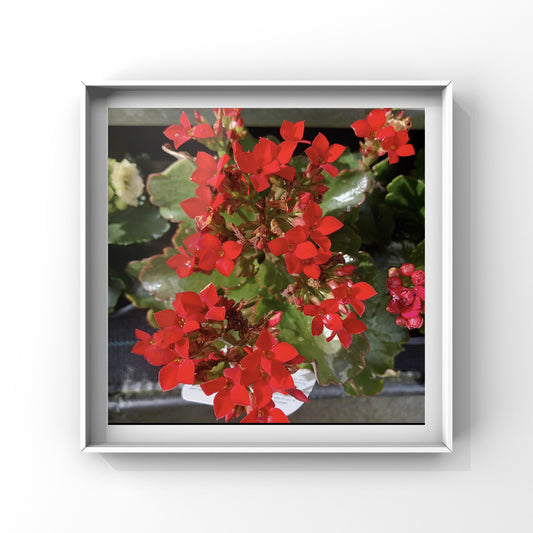 Bright Red Flowers, Wall Art Printable, Vibrant Floral Photography, Bold Botanical Decor, Red Flower Digital Download