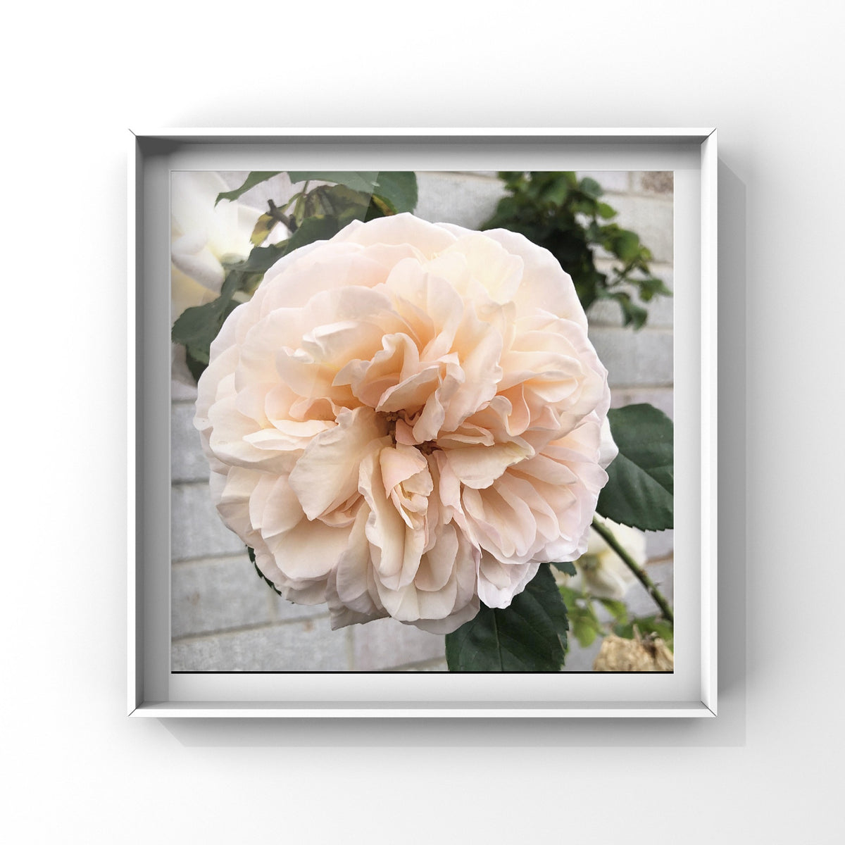 Soft Blush Rose Wall Art Printable, Cream Pink Rose Photography, Elegant Floral Decor, Botanical Digital Download