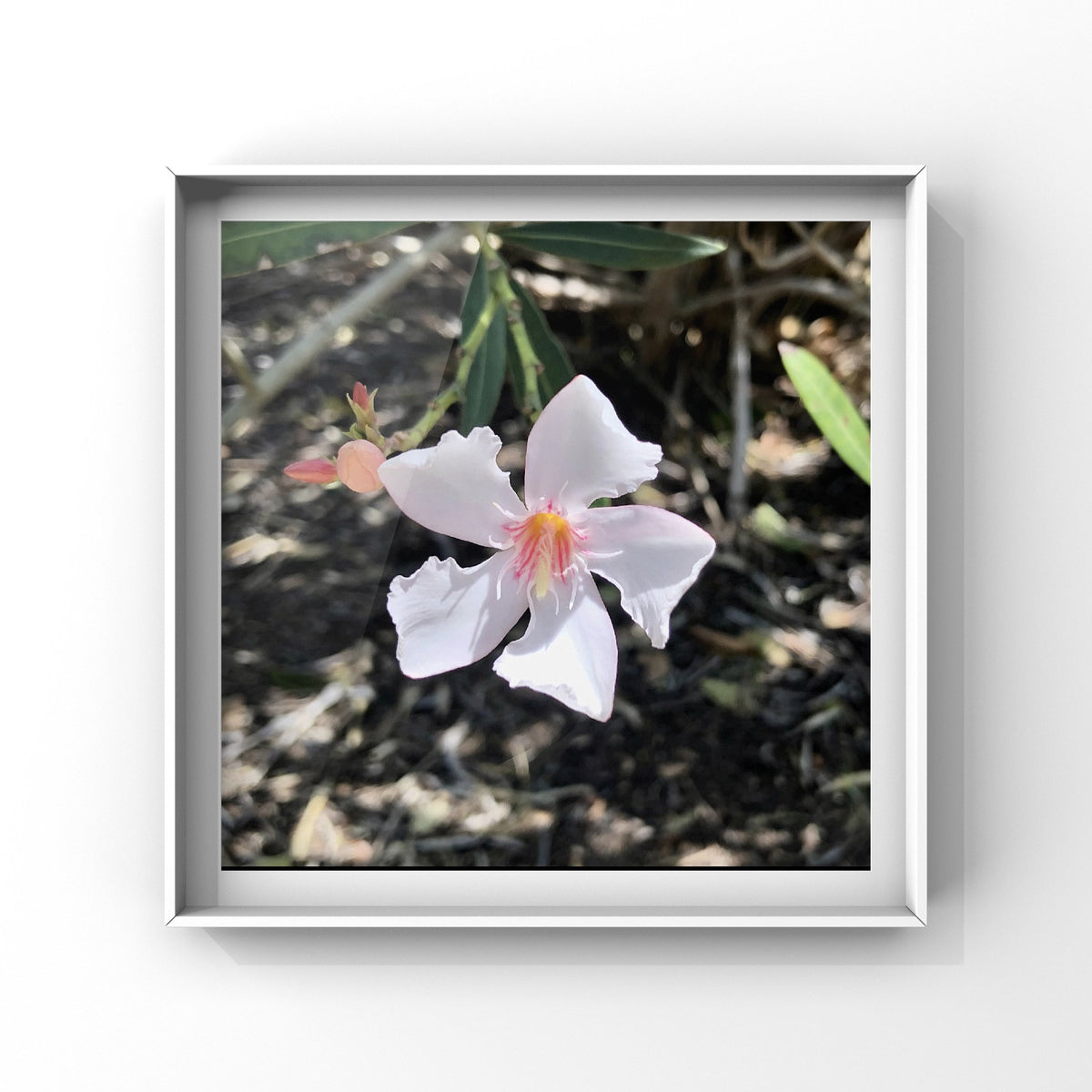Small White Oleander Wall Art Printable, Delicate Oleander Flower Photography, Botanical Floral Decor, Digital Download