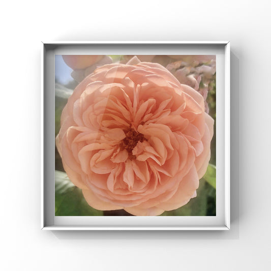 Apricot English Rose Wall Art Printable, Peach Garden Rose Photography, Romantic Botanical Decor, Floral Digital Download