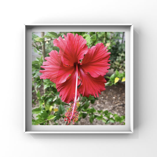 Bright Red Hibiscus Wall Art Printable, Tropical Flower Photography, Bold Botanical Decor, Floral Digital Download