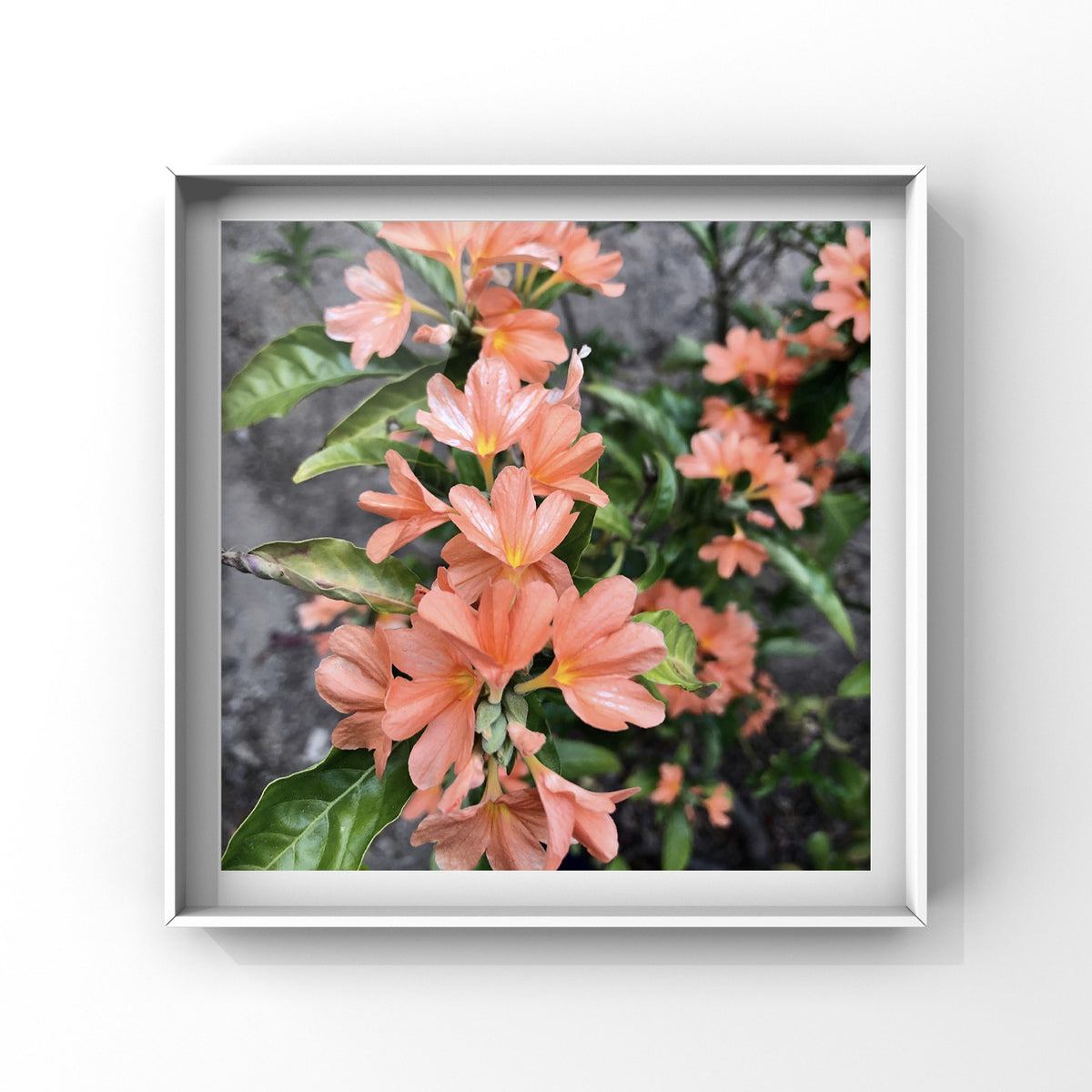 Apricot Orange Flower Wall Art Printable, Soft Peach Blossom Photography, Botanical Floral Decor, Digital Download Print