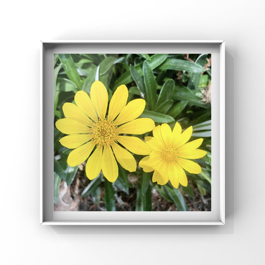 Bright Yellow Flower Wall Art Printable, Sunny Botanical Photography, Happy Floral Decor, Digital Download