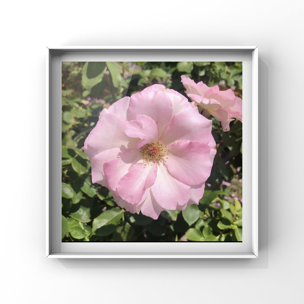 Light Pink Garden Rose Wall Art Printable, Rose Botanical Photography, Soft Floral Decor, Digital Download