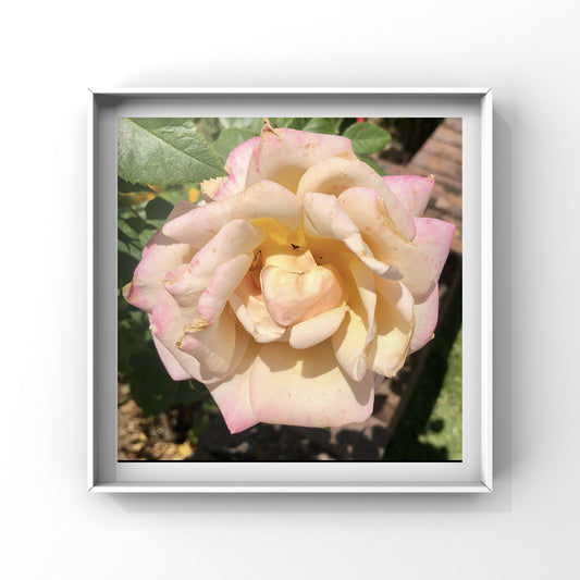 Cream and Pink Hybrid Tea Rose Wall Art Printable, Elegant Garden Flower Photography, Soft Floral Decor, Digital Download