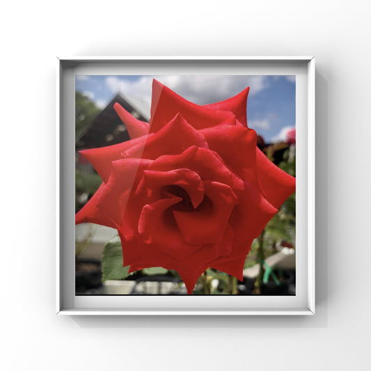 Bright Red Rose Wall Art Printable, Vibrant Scarlet Flower Photography, Botanical Home Decor, Digital Download