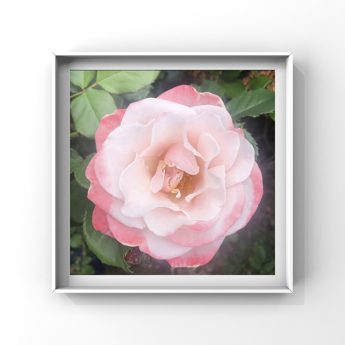 Delicate White and Pink Rose Wall Art Printable, Soft Garden Rose Photography, Floral Decor, Botanical Digital Download