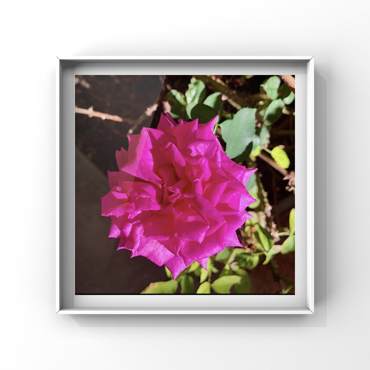 Pink Rose Wall Art Printable, Rose Flower Photography, Botanical Floral Decor, Soft Pink Bloom Digital Download
